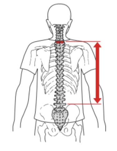 Measuring Back Length